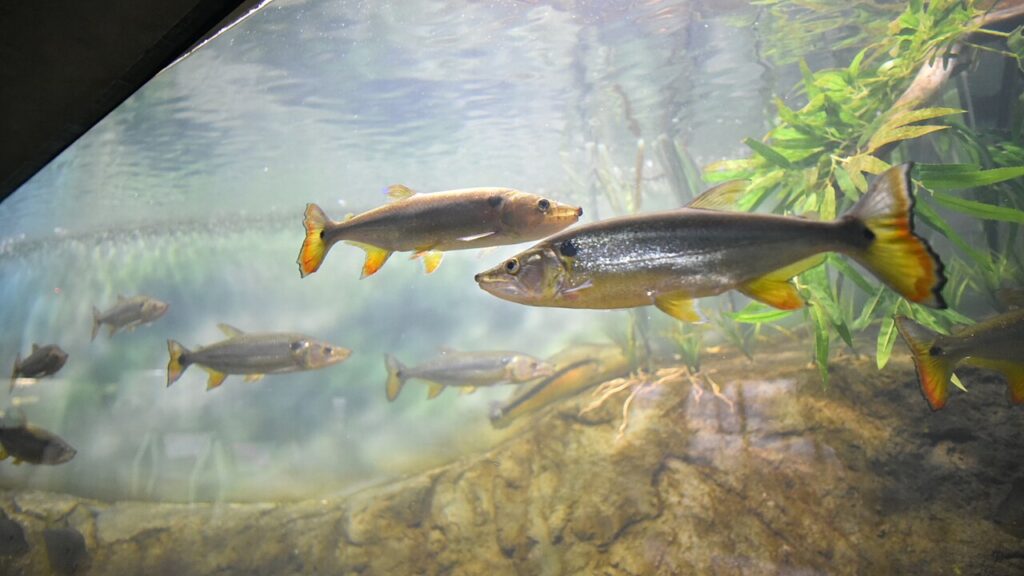 Las crecientes del Paraná que asustan, según un investigador, son clave para que haya más peces